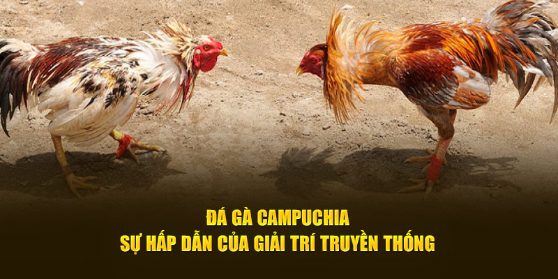 Đá gà campuchia truyền thống đỉnh cao