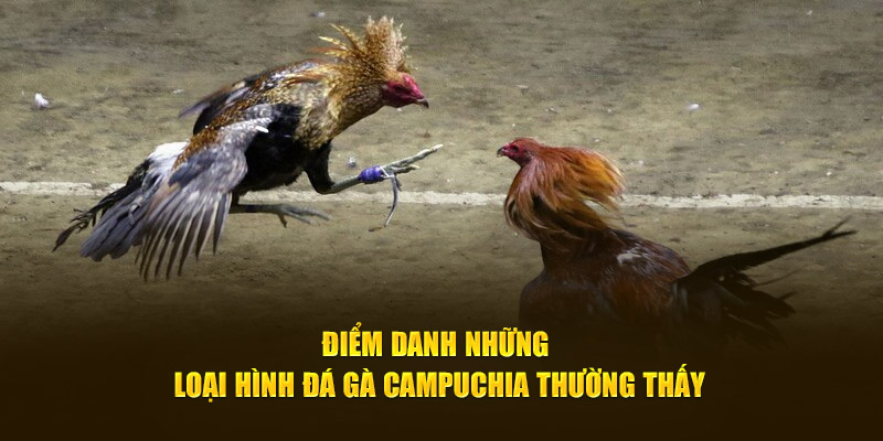 Điểm danh những loại hình đá gà Campuchia thường thấy