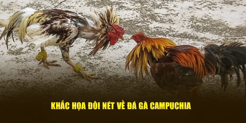 Khắc họa đôi nét về đá gà Campuchia