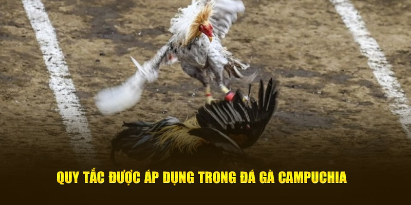 Quy tắc được áp dụng trong đá gà Campuchia